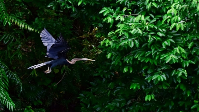 Thattekkad Bird Sanctuary