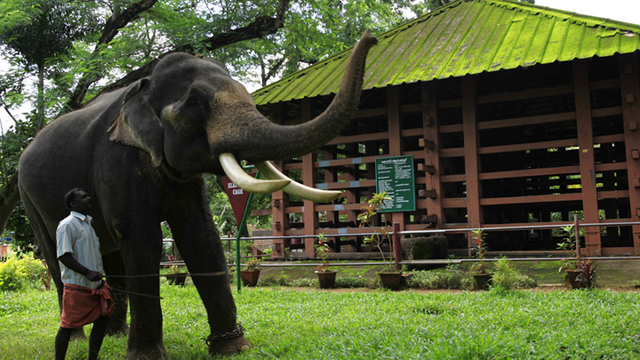 Elephant Training Centr